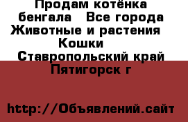 Продам котёнка бенгала - Все города Животные и растения » Кошки   . Ставропольский край,Пятигорск г.